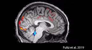 你睡觉时被洗脑了 清洗过程都被科学家拍下来了| Science