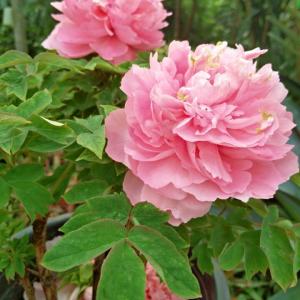 春节游赏牡丹园