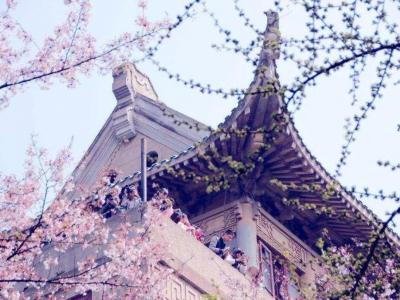 水调歌头·樱花
