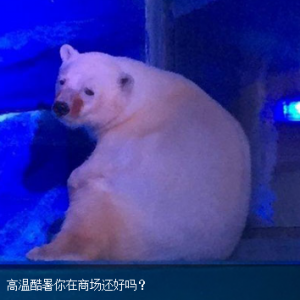 世上“最悲伤北极熊”，高温酷暑你在商场还好吗？