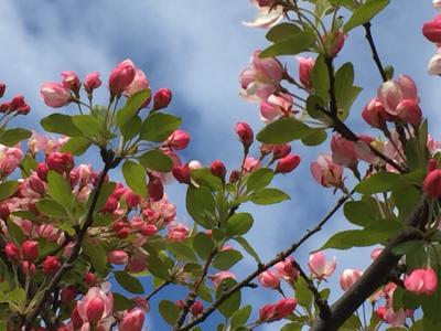 桃花烂漫