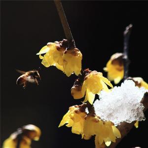 傲雪凌霜——蜡梅